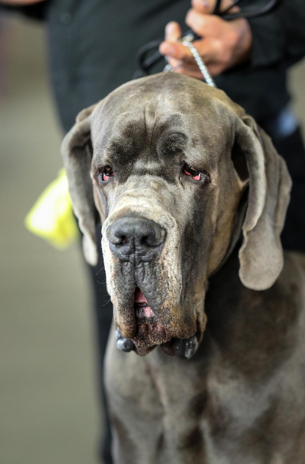 Izložba pasa na Zagrebačkom velesajmu Izložba pasa na Zagrebačkom velesajmu