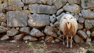 Lun: u posjeti tisućljetnom masliniku, Foto: Luka Stanzl/PIXSELL Lun: u posjeti tisućljetnom masliniku, Foto: Luka Stanzl/PIXSELL