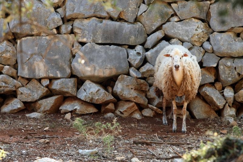 Lun: u posjeti tisućljetnom masliniku, Foto: Luka Stanzl/PIXSELL Lun: u posjeti tisućljetnom masliniku, Foto: Luka Stanzl/PIXSELL