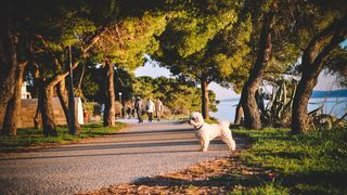 Đir po gradu, 22. siječnja 2016., foto: Iva Perinčić Đir po gradu, 22. siječnja 2016., foto: Iva Perinčić
