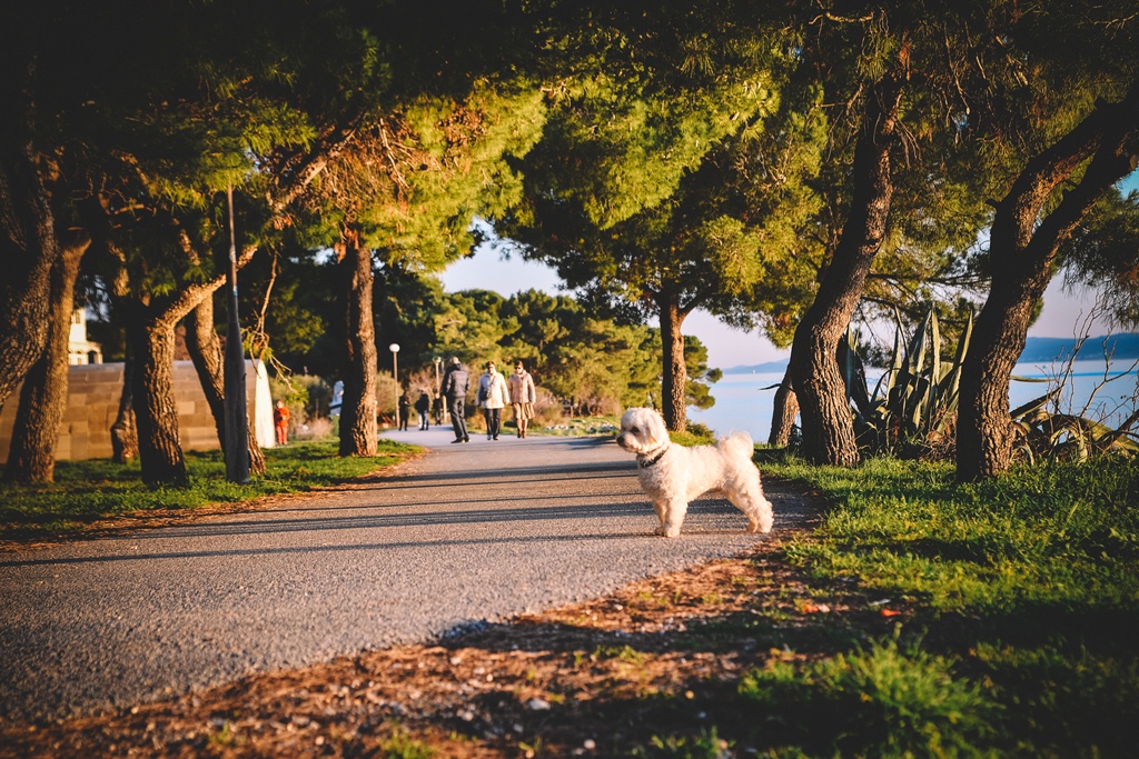 Đir po gradu, 22. siječnja 2016., foto: Iva Perinčić Đir po gradu, 22. siječnja 2016., foto: Iva Perinčić