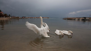 Labudovi u Bibinjama 10. siječnja 2013, Foto: Leo Banić