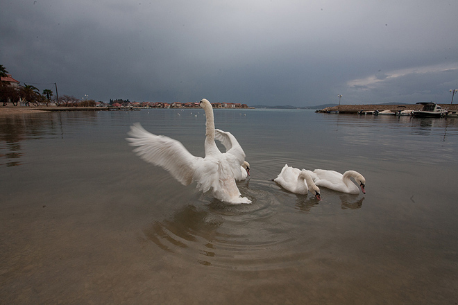 Labudovi u Bibinjama 10. siječnja 2013, Foto: Leo Banić