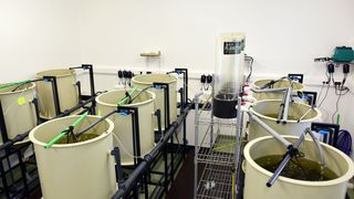 Strani studenti na združenom studiju Biotehnologija mora Strani studenti na združenom studiju Biotehnologija mora