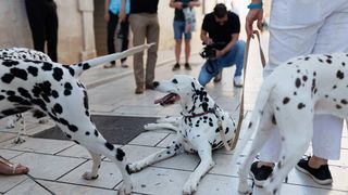 Red Carpet Dalmatian Walk @Trg pet bunara Red Carpet Dalmatian Walk @Trg pet bunara