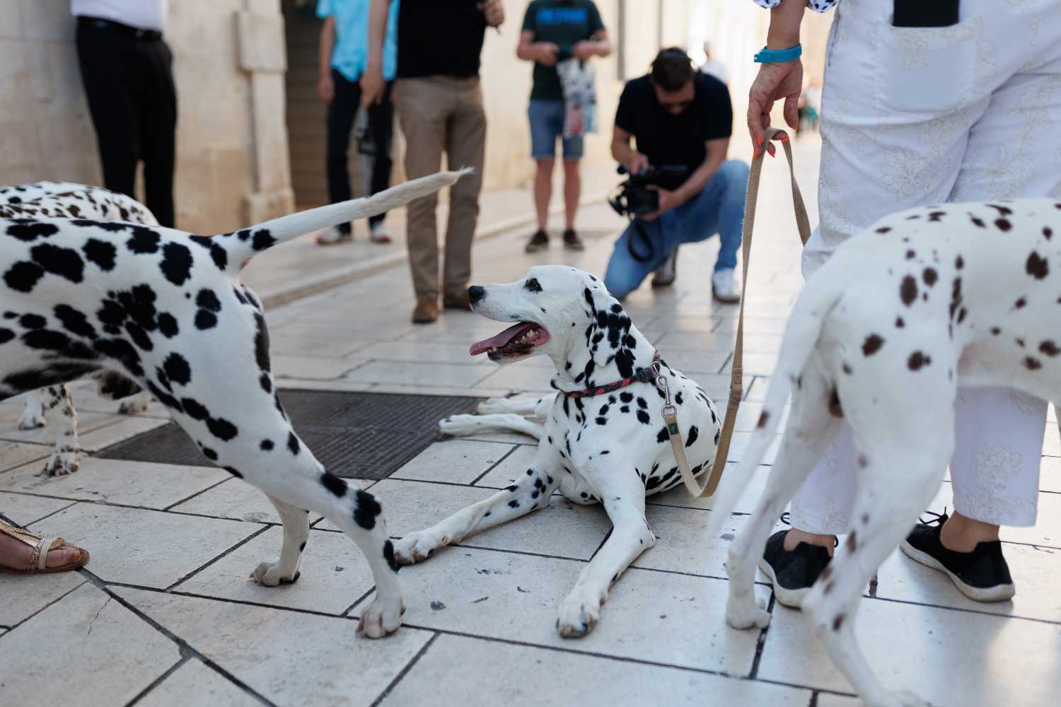 Red Carpet Dalmatian Walk @Trg pet bunara Red Carpet Dalmatian Walk @Trg pet bunara