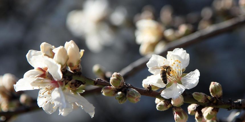 Bajama, mendula Bajama, mendula