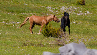 Divlji konji Velebita, foto: Leo Banic