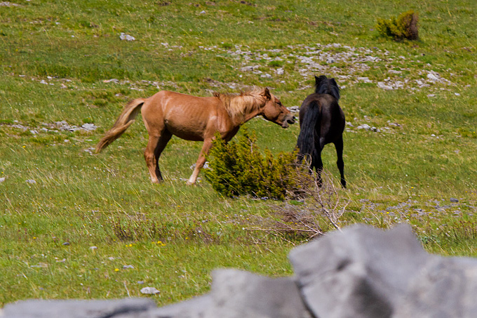 Divlji konji Velebita, foto: Leo Banic