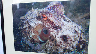 Otvorenje izložbe “Zagrljaj dubine” u Gradskoj loži, Foto: Leo Banić Otvorenje izložbe “Zagrljaj dubine” u Gradskoj loži, Foto: Leo Banić