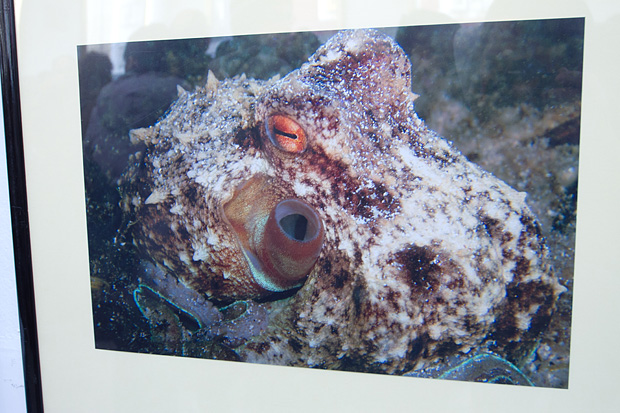 Otvorenje izložbe “Zagrljaj dubine” u Gradskoj loži, Foto: Leo Banić Otvorenje izložbe “Zagrljaj dubine” u Gradskoj loži, Foto: Leo Banić