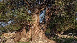 U Vrtovima lunjskih maslina održana 12. Lunjska maslinada. Foto: Vinko Pešić