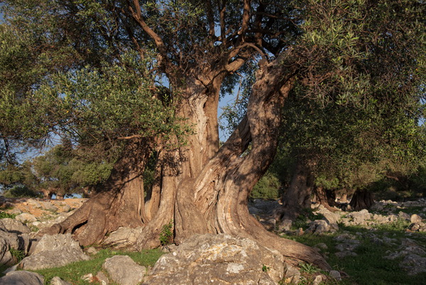 U Vrtovima lunjskih maslina održana 12. Lunjska maslinada. Foto: Vinko Pešić