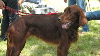 Image 1171091 (auto)