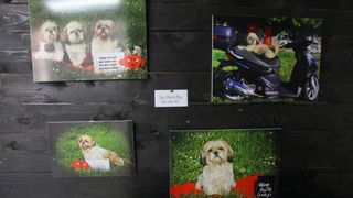 26.04.2014., Zadar – U Knezevoj palaci otvorena je humanitarna izlozba kucnih ljubimaca fotografkinje Ive Perincic za pomoc zadarskom azilu za zivotinje. Photo: Filip Brala/PIXSELL 26.04.2014., Zadar – U Knezevoj palaci otvorena je humanitarna izlozba kucnih ljubimaca fotografkinje Ive Perincic za pomoc zadarskom azilu za zivotinje. Photo: Filip Brala/PIXSELL