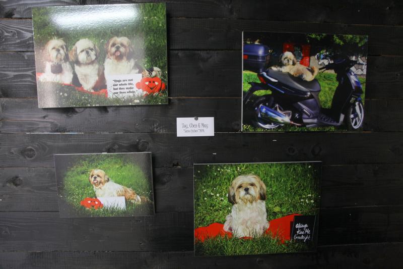 26.04.2014., Zadar – U Knezevoj palaci otvorena je humanitarna izlozba kucnih ljubimaca fotografkinje Ive Perincic za pomoc zadarskom azilu za zivotinje. Photo: Filip Brala/PIXSELL 26.04.2014., Zadar – U Knezevoj palaci otvorena je humanitarna izlozba kucnih ljubimaca fotografkinje Ive Perincic za pomoc zadarskom azilu za zivotinje. Photo: Filip Brala/PIXSELL