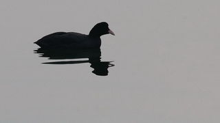 Liske u uvali Bregdetti