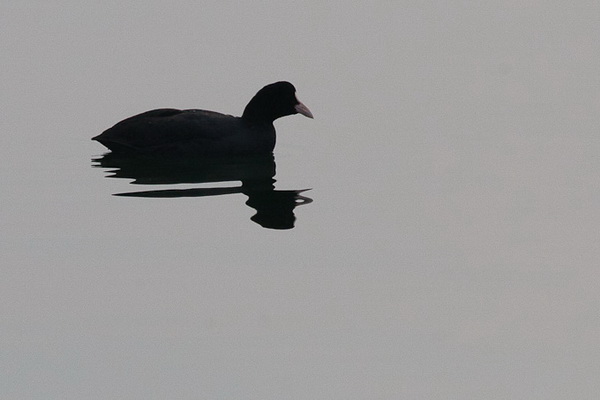 Liske u uvali Bregdetti