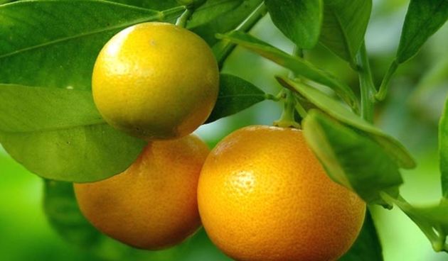 Mandarine, foto: coolinarika.hr