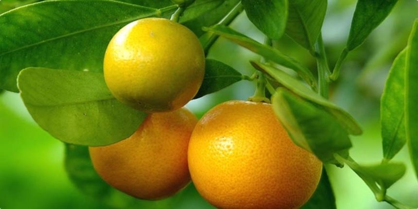 Mandarine, foto: coolinarika.hr Mandarine, foto: coolinarika.hr