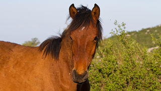 Velebitski divlji konji, Foto: Leo Banić