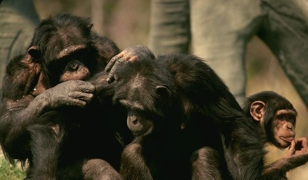 Čimpanze (Foto: exzooberance.com)