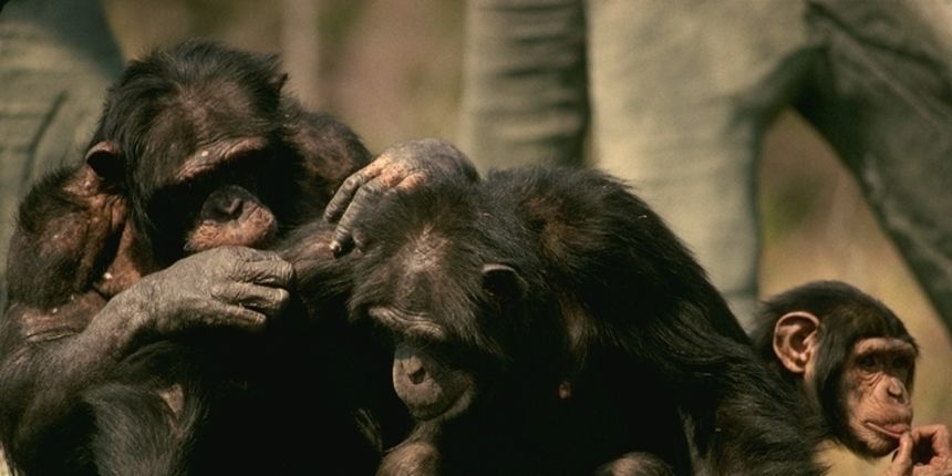 Čimpanze (Foto: exzooberance.com) Čimpanze (Foto: exzooberance.com)