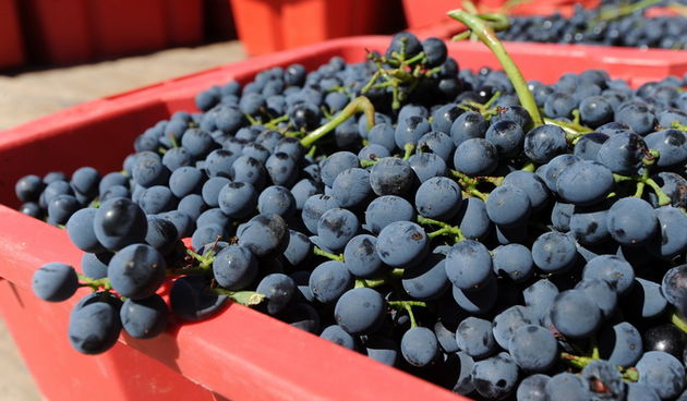 Nadin, Zadar, 270812
Berba grozdja na zadarskom podrucju pocela je – u kolovozu. Bere se merlot, ali i druge ranije sorte, a time je poceo o raniji angazman beraca, te otkup grozdja.
Na fotografiji: berba grozdja u Nadinu.
Foto: Luka Gerlanc / CROPIX