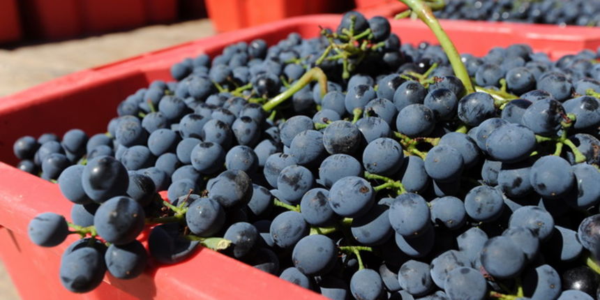 Nadin, Zadar, 270812
Berba grozdja na zadarskom podrucju pocela je – u kolovozu. Bere se merlot, ali i druge ranije sorte, a time je poceo o raniji angazman beraca, te otkup grozdja.
Na fotografiji: berba grozdja u Nadinu.
Foto: Luka Gerlanc / CROPIX