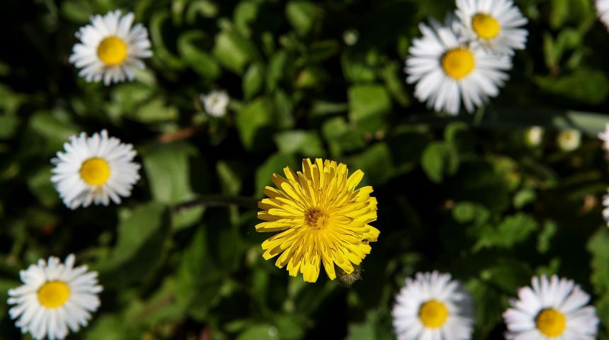 Proljeće na selu u Zemuniku Donjem