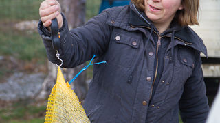 Tradicionalni Benkovački sajam, foto: Darko Belančić