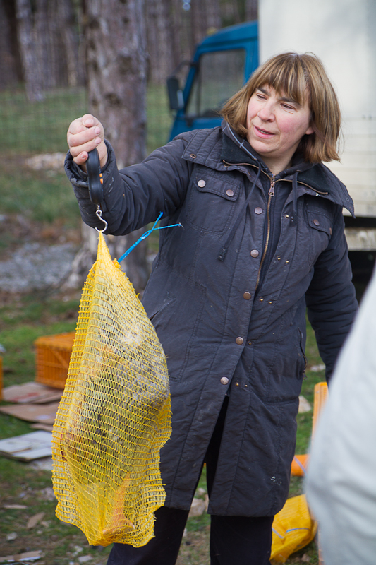 Tradicionalni Benkovački sajam, foto: Darko Belančić