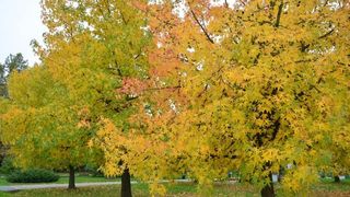 Prekrasne boje bjelovarske jeseni, Photo: Damir Špehar/PIXSELL
