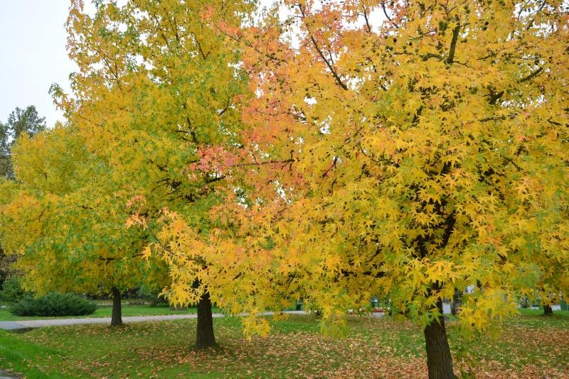 Prekrasne boje bjelovarske jeseni, Photo: Damir Špehar/PIXSELL