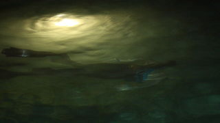 Biograd na Moru: 1. Morska alga 8. kolovoza 2009, Foto: Mladen Malik