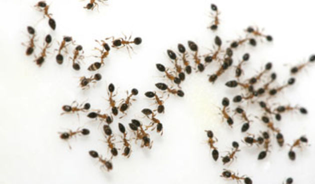 mravi ( Foto: tportal.hr)