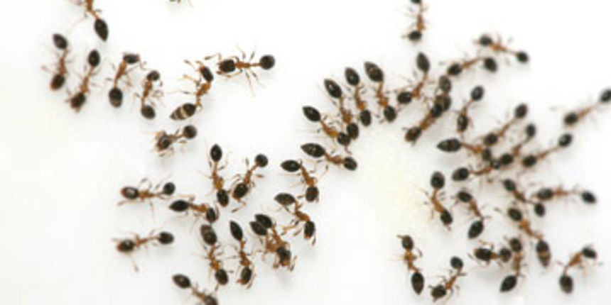 mravi ( Foto: tportal.hr) mravi ( Foto: tportal.hr)