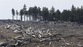 16.03.2014., Juzni Velebit – Topljenje snijega na Juznom Velebitu i procvjetani prvi planinski cvjetovi u ranom proljecu najavljuju skorasnje toplije vrijeme. Photo: Filip Brala/PIXSELL Autor Filip Brala/PIXSELL Ključne riječi rekreacija, planina, pro 16.03.2014., Juzni Velebit – Topljenje snijega na Juznom Velebitu i procvjetani prvi planinski cvjetovi u ranom proljecu najavljuju skorasnje toplije vrijeme. Photo: Filip Brala/PIXSELL Autor Filip Brala/PIXSELL Ključne riječi rekreacija, planina, pro