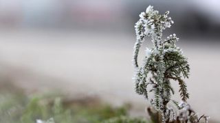 Zbog jutarnjih temperatura u minusu raslinje na kontinentu je prekriveno injem