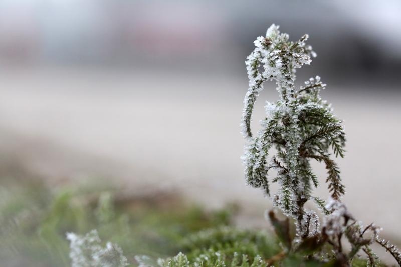 Zbog jutarnjih temperatura u minusu raslinje na kontinentu je prekriveno injem
