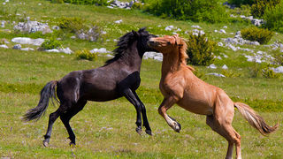 Divlji konji Velebita, foto: Leo Banic