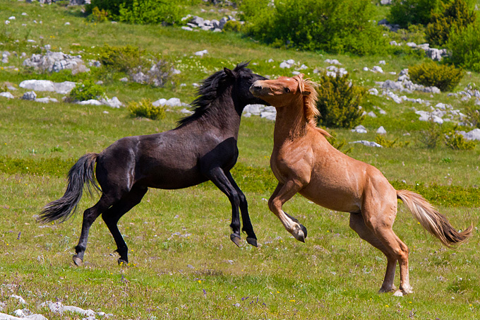 Divlji konji Velebita, foto: Leo Banic