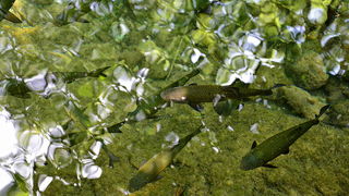 Đir do NP Krka. foto-Iva Perincic