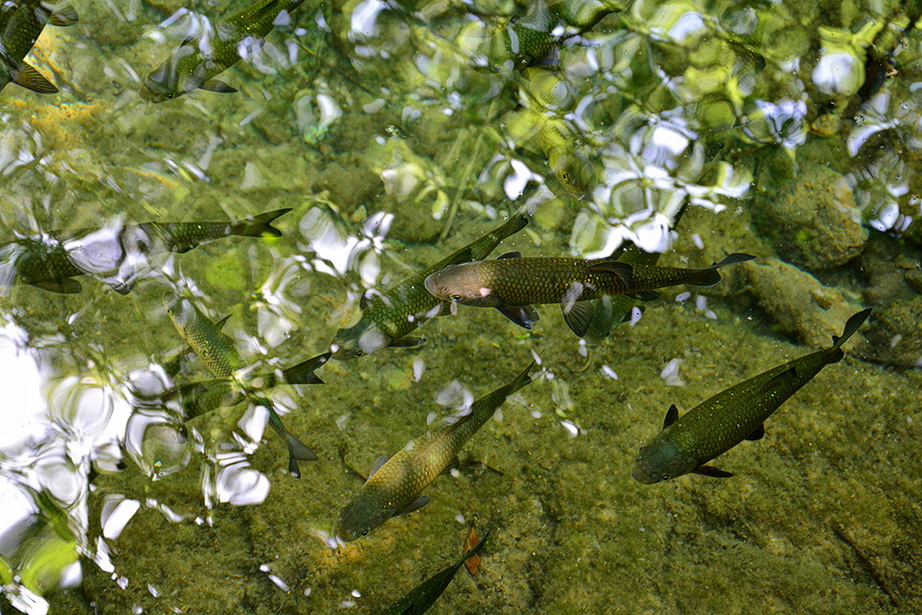 Đir do NP Krka. foto-Iva Perincic