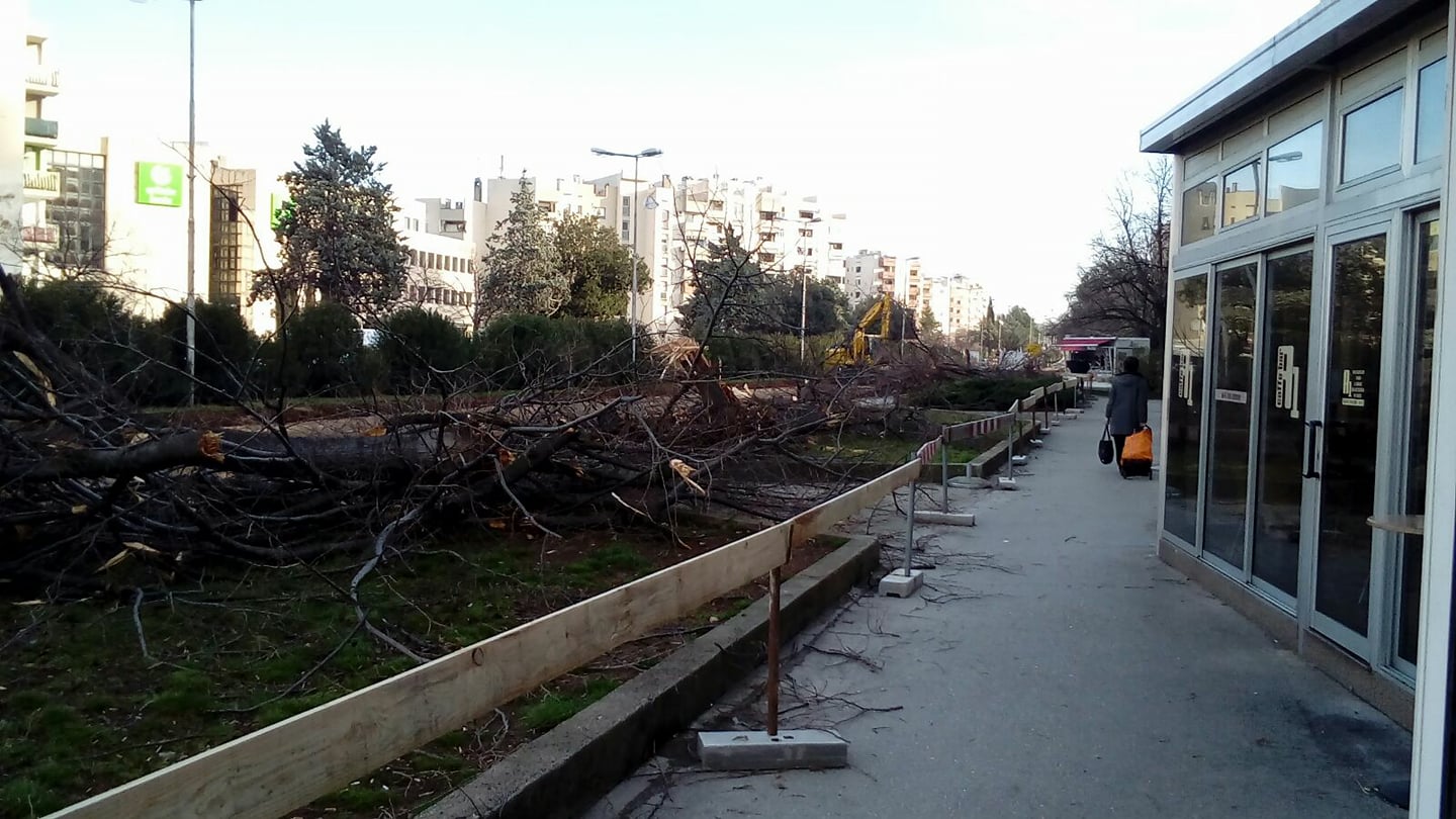 Bulevar, srušeno stablo