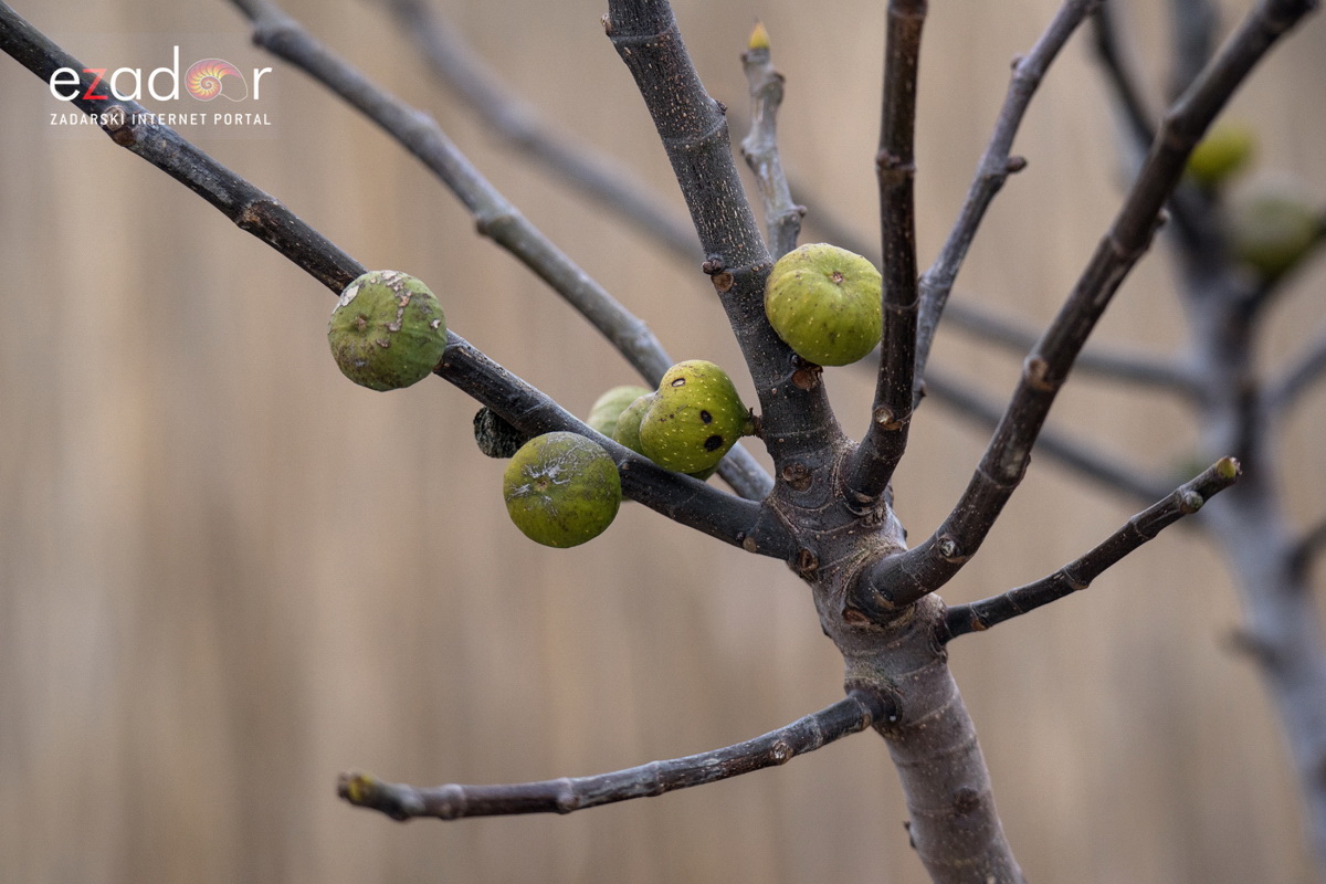 Zimska idila u Parku prirode Vransko jezero Zimska idila u Parku prirode Vransko jezero