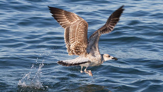 Jutarnja svađa galebova, foto: Leo Banić