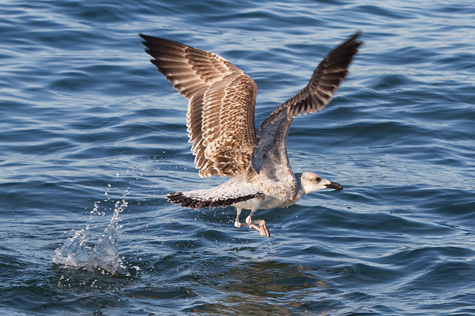 Jutarnja svađa galebova, foto: Leo Banić