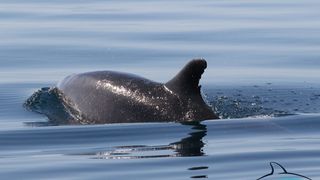 Razigrani dupini na Kornatima i kod Dugog otoka