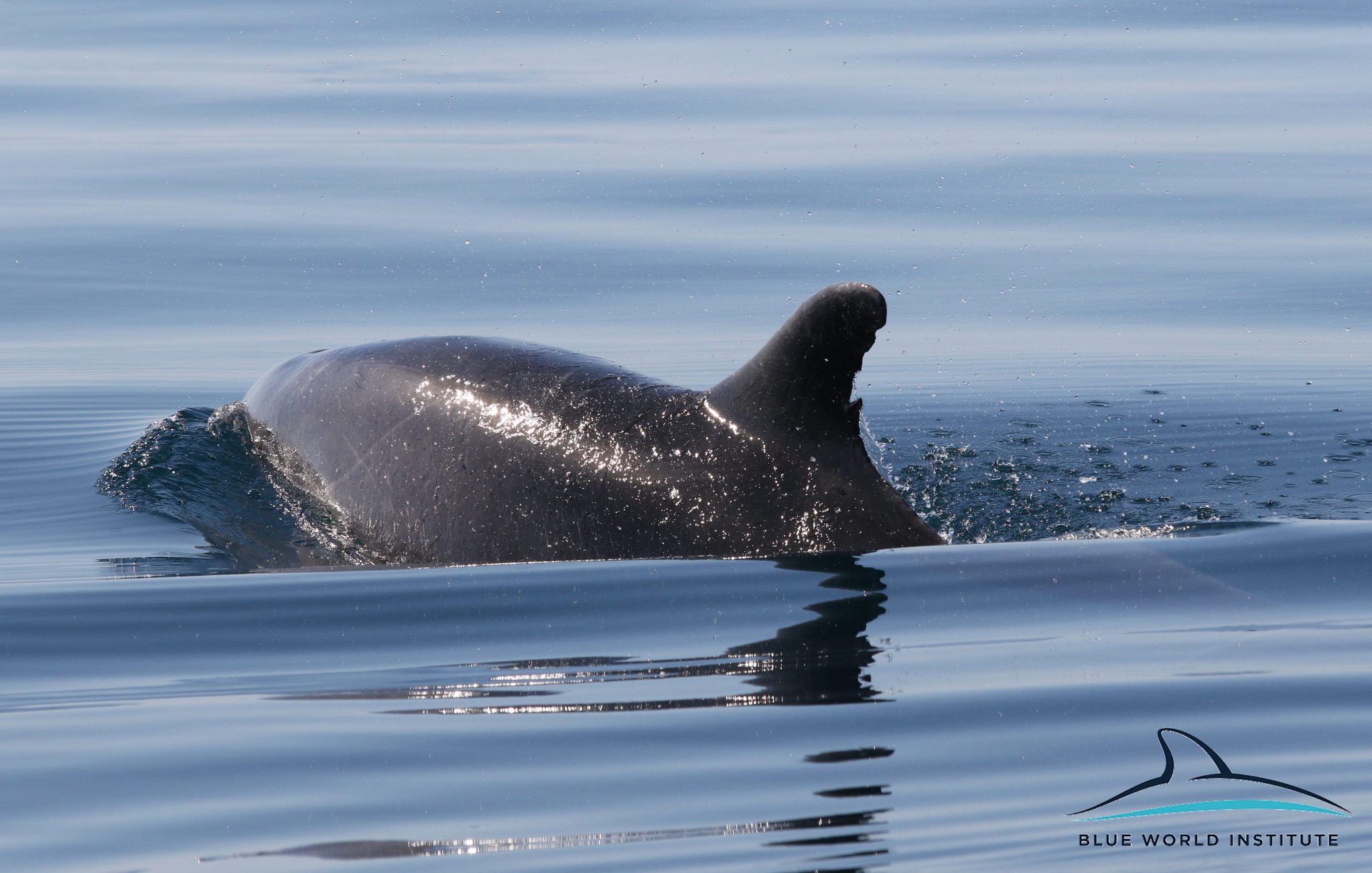 Razigrani dupini na Kornatima i kod Dugog otoka